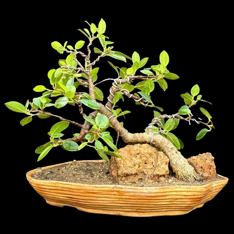FICUS MICROCARPA